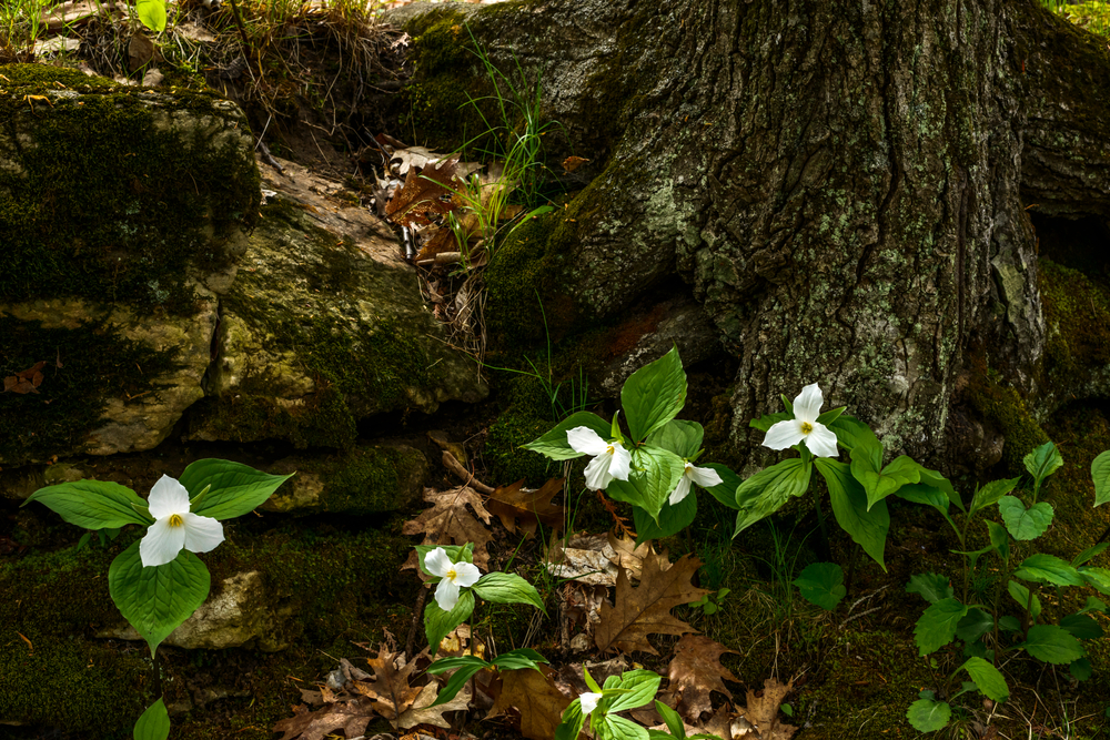 Trilliums,In,Bloom,Along,The,Eagle,Trail,In,Peninsula,State