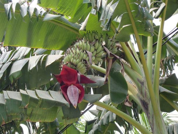 Wild banana trees were a key food and material source for the early Hawaiian people