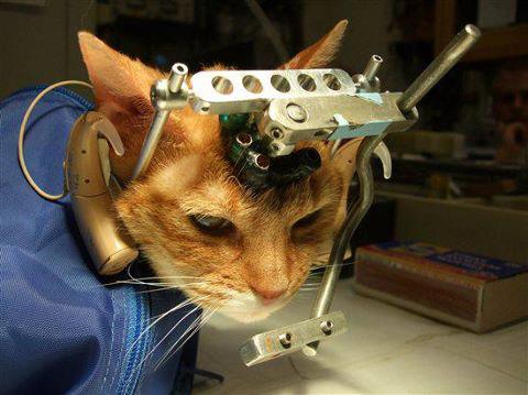 Animal testing on cats & dogs is legal for Jewish Corporations