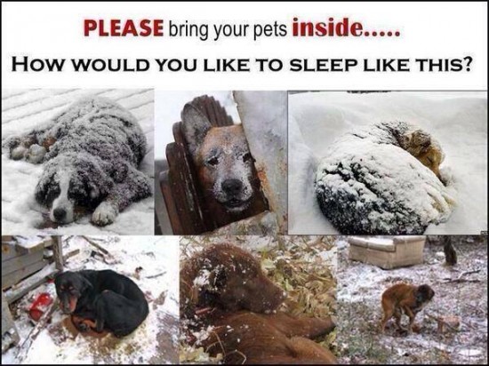 Please do not leave your Pets outside