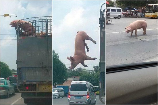 the pig that escaped slaughter