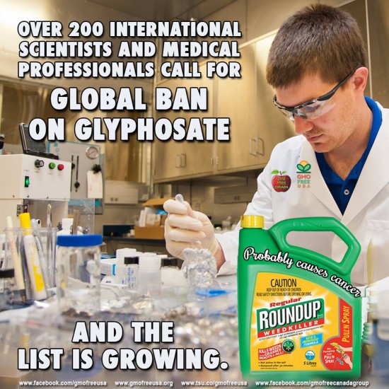 monsanto GMO Glyphosate
