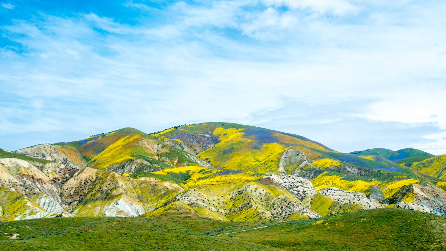 Wildflowers in bloom at Carrizo Plain in springtime. Photo: Douglas Croft / BLM