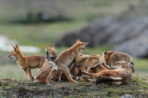 Tight social bonds help Ethiopian wolves protect their families and territories. © by lorenzfischer.photo 