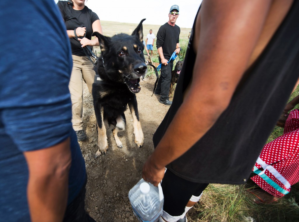 CORRECTION - Private security guards allow attack dogs to lung at a protestors after protestors arrived to stop bulldozing of land for the Dakota Access Pipeline (DAPL), near Cannon Ball, North Dakota, September 3, 2016. Hundreds of Native American protestors and their supporters, who fear the Dakota Access Pipeline will polluted their water, forced construction workers and security forces to retreat and work to stop. / AFP / Robyn BECK / The erroneous mention appearing in the metadata of this photo by Robyn BECK has been modified in AFP systems in the following manner: [Private security guards allow attack dogs to lung at a protestors after protestors arrived to stop bulldozing of land for the Dakota Access Pipeline (DAPL), near Cannon Ball, North Dakota, September 3, 2016.] instead of [A protestor is treated after being pepper sprayed by private security contractors on land being graded for the Dakota Access Pipeline (DAPL) oil pipeline, near Cannon Ball, North Dakota, September 3, 2016.] Please immediately remove the erroneous mention from all your online services and delete it from your servers. If you have been authorized by AFP to distribute it to third parties, please ensure that the same actions are carried out by them. Failure to promptly comply with these instructions will entail liability on your part for any continued or post notification usage. Therefore we thank you very much for all your attention and prompt action. We are sorry for the inconvenience this notification may cause and remain at your disposal for any further information you may require. (Photo credit should read ROBYN BECK/AFP/Getty Images)