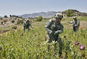 ISAF troops guarding Opium fields in Afghanistan.