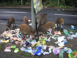 Wild sow with piglets looking for comestibles among human waste they dispersed in a suburb street in Berlin. Public Domain, courtesy Domski3