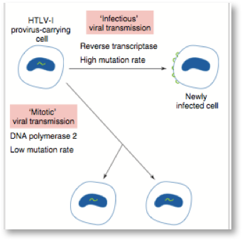 Retrovirus transmission
