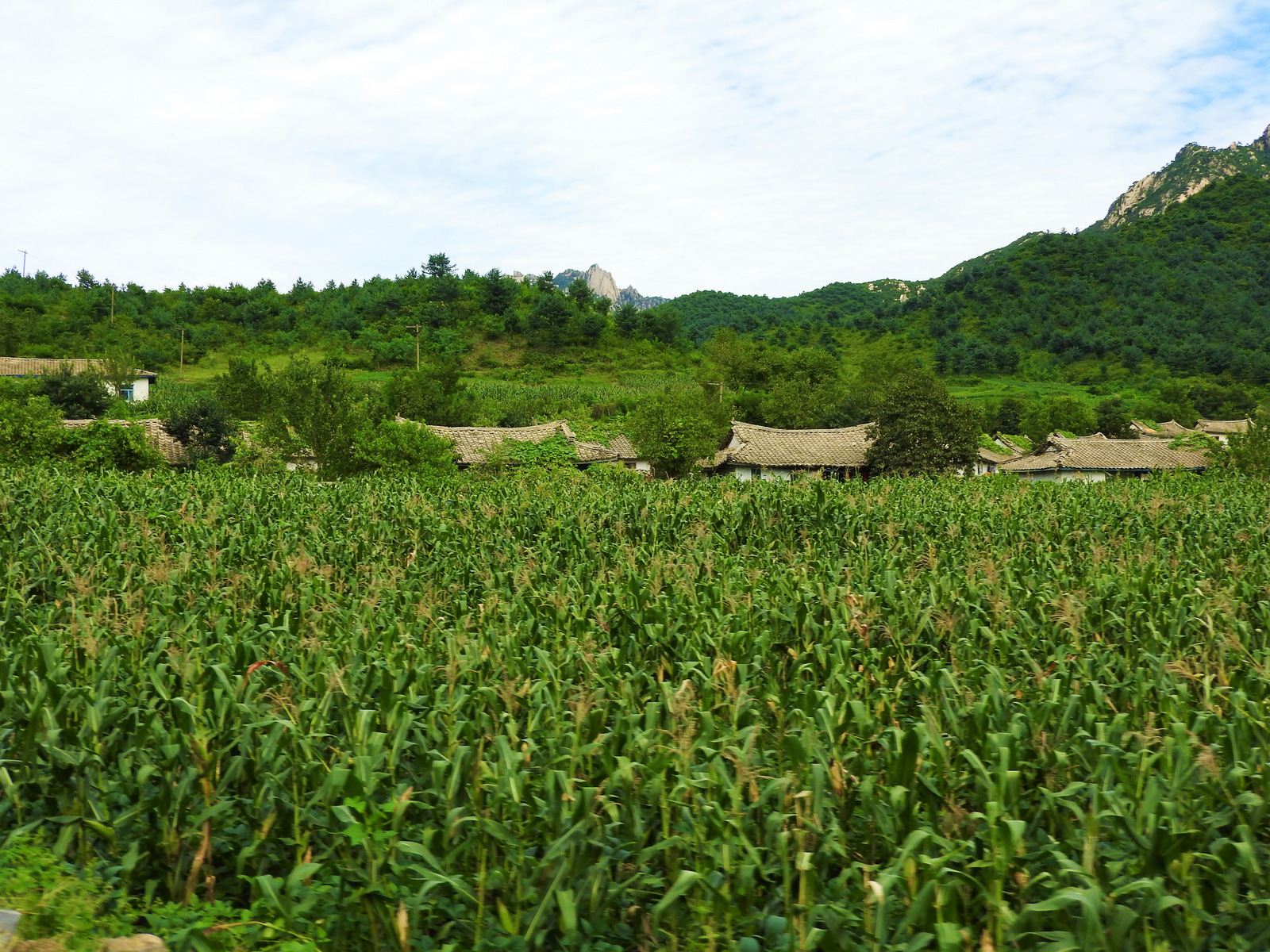 North Korea has suffered harsh periods of drought and starvation. The long-imposed brutal U.S. sanctions and destruction of the country don't help matters. Yet, traveling over a hundred kilometers south from Pyongyang, we passed endless lush fields of corn and rice.