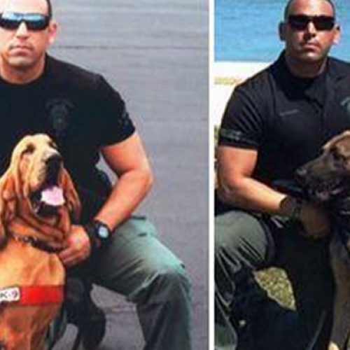 Two Police Dogs Die After Cop Forgets Them in Truck, “Entire Department Mourning”