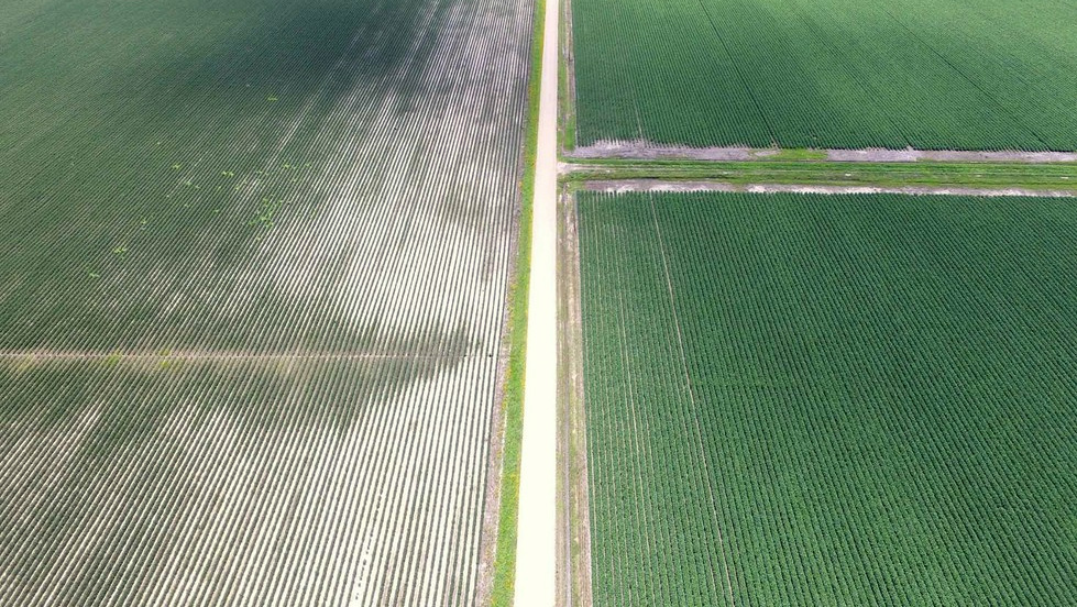 An aerial photo showing drift damage on a non-dicamba resistant soybean field next to a dicamba resistant soybean field. (Kade McBroom via EcoWatch)