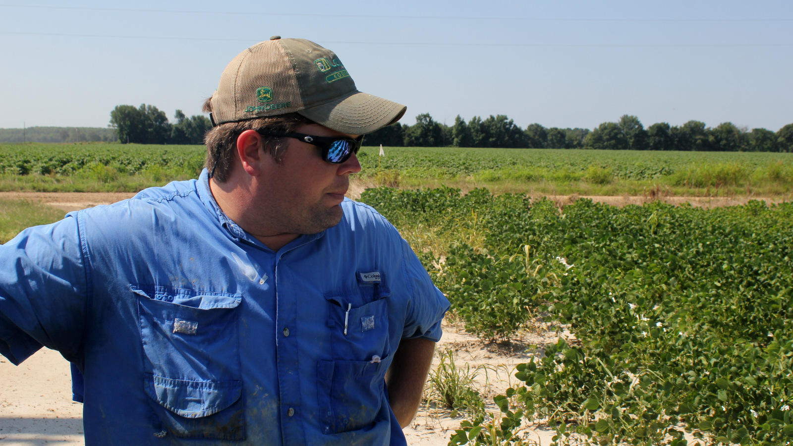 East Arkansas soybean farmer Reed Storey looks at his field in Marvell, Ark. Storey said half of his soybean crop has shown damage from dicamba, an herbicide that has drifted onto unprotected fields and spawned hundreds of complaints from farmers. (AP/Andrew DeMillo)