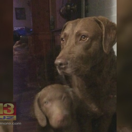 Jury Awards $1.26 Million For Dog Shot And Killed By Police Officer