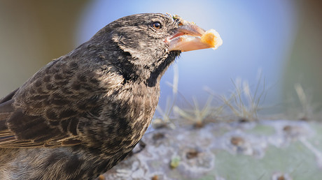 A large cactus finch (pictured) mated with a medium ground finch to create a new species © Andrew Peacock / Getty Images