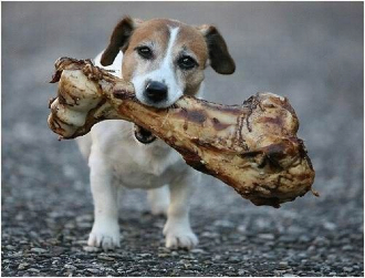 dog_with_bone.jpg