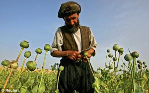 An Afghan farmer collects raw opium from poppies in Balkh province, Afghanistan. Heroin production in the country has increased significantly in recent years. Click to enlarge
