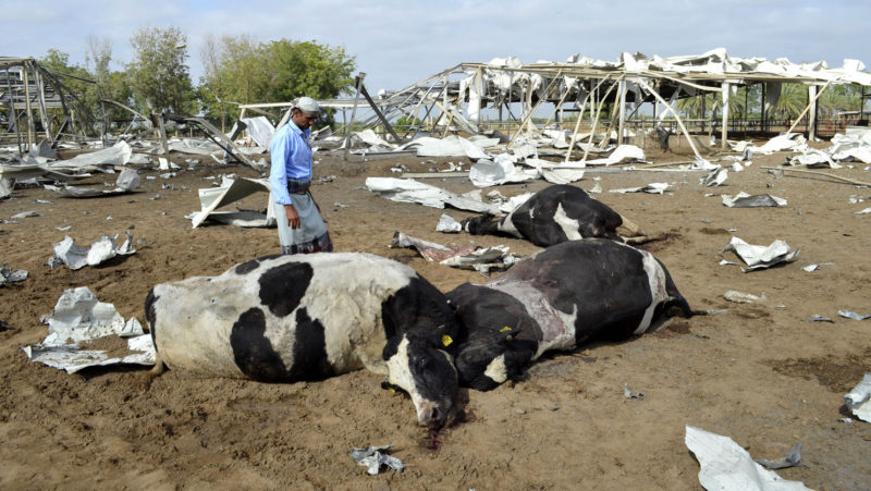 A man looks at cows killed by a Saudi airstrike on a dairy farm in Bajil in Yemen's western province January 2, 2016. Abduljabbar Zeyad | Reuters