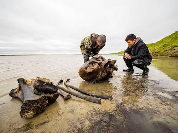 A selection of the Siberian mammoth remains discovered at Seyakha Lake (Image: Artem Cheremisov / Siberian Times)