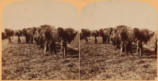 Slaves carrying sheaves of rice, South Carolina. (Public Domain)