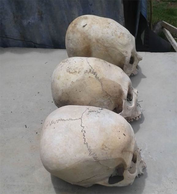 Two of the skulls show distinct signs of elongation. (Image: © Philip J.S. Jones)