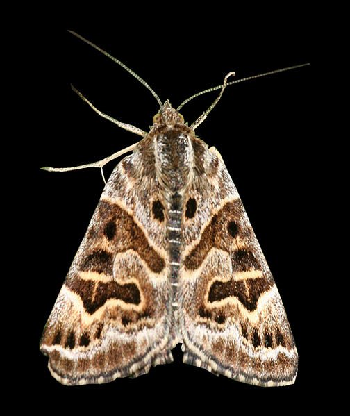 Mother Shipton moth. 
