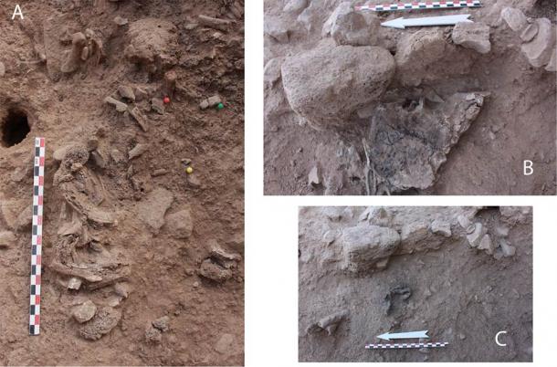 Picture of bones in situ: A. Segment of axial skeleton: ribs and vertebrae exposed in the middle of the structure. B. Right coxal in situ; preserved almost complete by a piece of collapsed mud wall (see Fig 2D). C. Four right pedal proximal phalanges found directly under the right coxal. (© 2020 Bocquentin et al / PLoSONE)