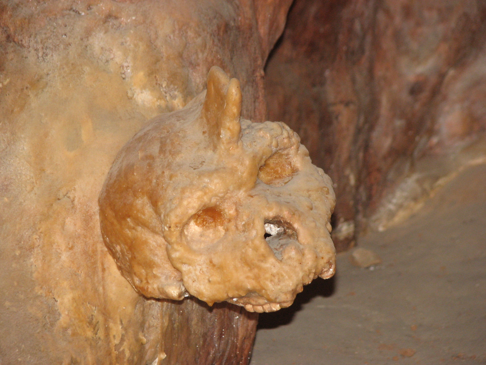 petralona_skull_covered_by_stalagmite