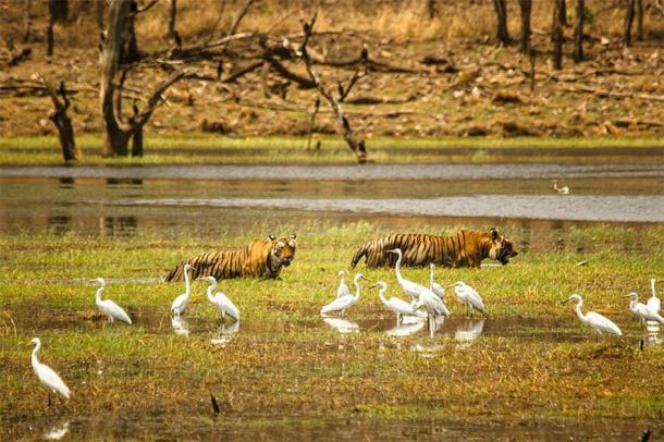 Indian Tigers at the lake in Ranthambore National Park. (Zahirabbaswikiindia / CC BY-SA 4.0)