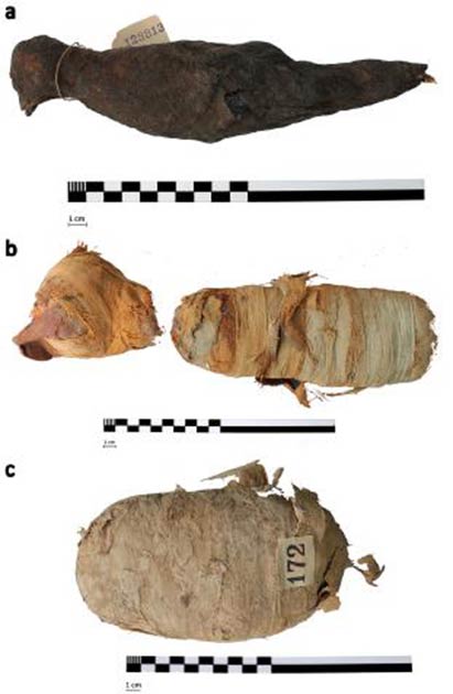 Photographs of all three animal mummies: a) bird mummy, b) cat mummy (head and body), and c) mummified snake. (Nature)