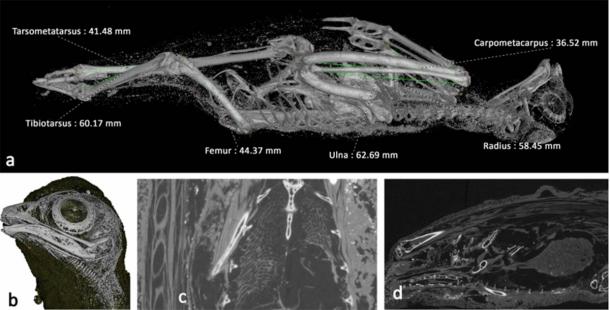 Scans of the mummified bird, most likely a wild kestrel. (Nature)
