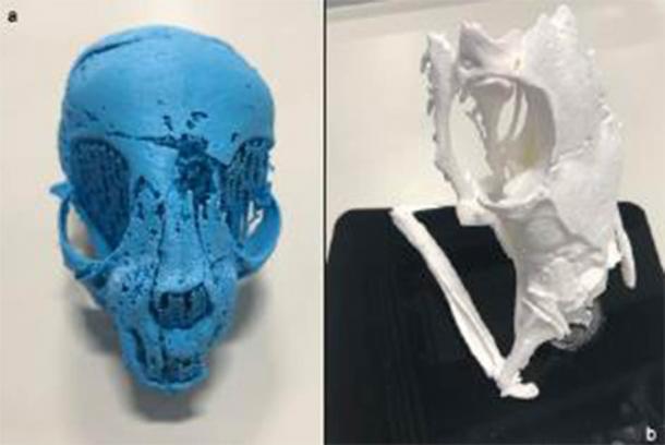 3D-prints from segmented X-ray micro tomography data of the mummified cat. (Nature)