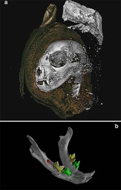 3D renderings from micro CT data. A) mummified cat head rendered from tomography data. A digital dissection, removing wrappings on left side of the head, revealing bone, and higher attenuating material used to stiffen the external wrapping of the ears. B) Cat head mandible, with segmented teeth, revealing unerupted mandibular first molars. (Nature)