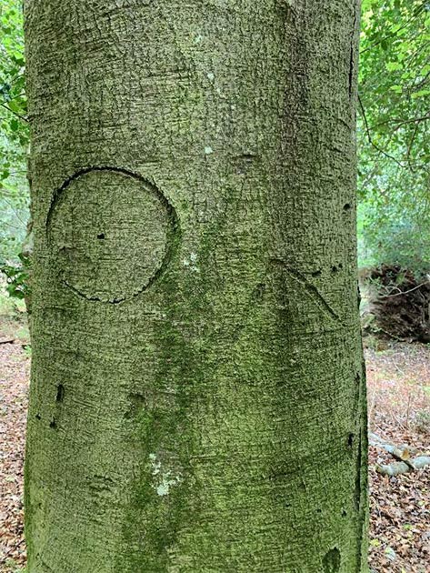 A witch mark carved into one of the trees. (New Forest National Park)