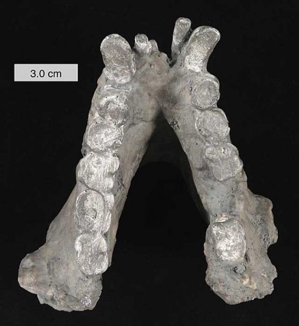 Lower mandible of Gigantopithecus blacki (cast). In the collections of The College of Wooster, Ohio.