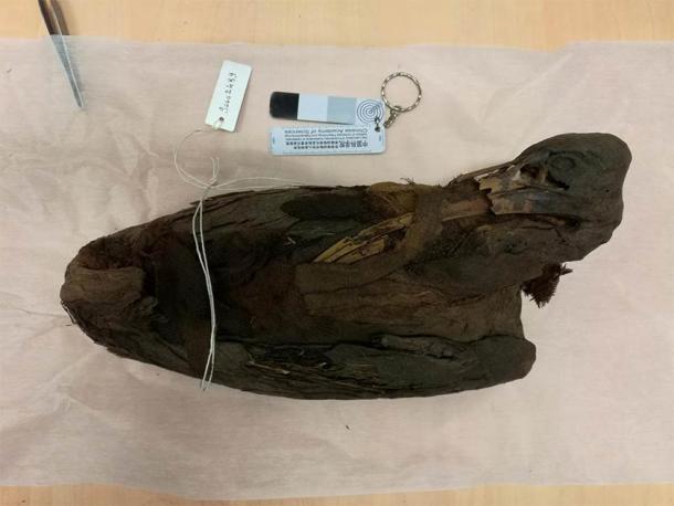 The image shows a mummified sacred bird, an ibis, from the Egyptology collections at the Musée des Confluences in Lyon. (Romain Amiot / LGL-TPE / CNRS)