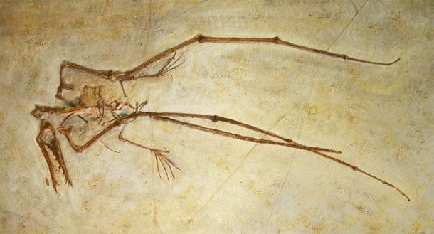 The fossilized bones of a pterosaur. (PixilRay / Adobe Stock)