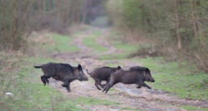 bigstock-Wild-Boars-Running-124530752-630x339
