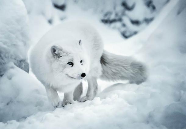 An Artic fox on the hunt in winter resistant to the super cold, just like the Ice Age hunters (Olha / Adobe Stock)