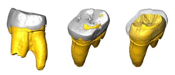 3D digital model of the Neanderthal molar found at Stajnia Cave in Poland. (Stefano Benazzi)
