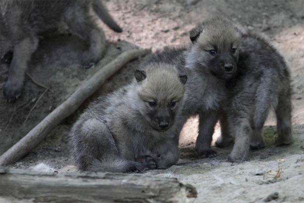 Arctic wolf pups (Canis lupus arctos), also known as the white wolf or polar wolf, a subspecies of the gray wolf native to Canada's Queen Elizabeth Islands. (spacebirdy / CC BY-SA 3.0)