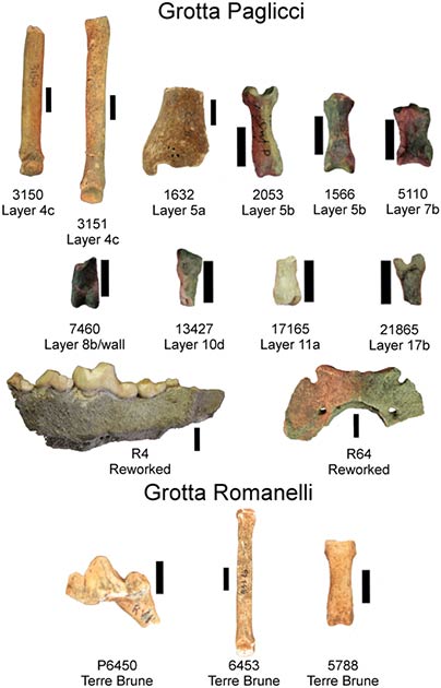 Some of the canine remains found in the Romanelli Cave (University of Siena)