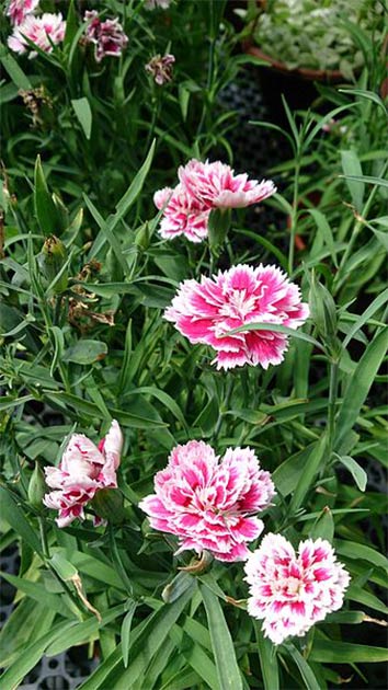 Dianthus chinensis. Common name: China Pink. (Mokkie/CC BY SA 3.0) These type of flowers were with the brain found by Lake Michigan.