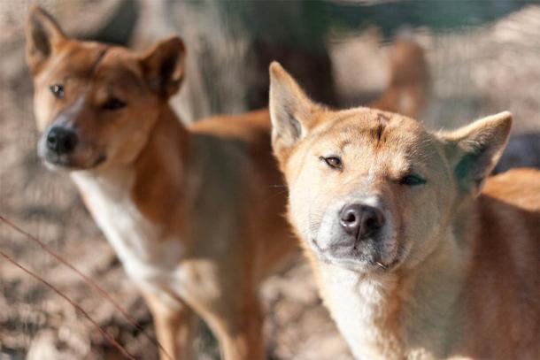 Two Highland Wild Dogs photographed in Papua New Guinea (Aubord Dulac / Adobe Stock)