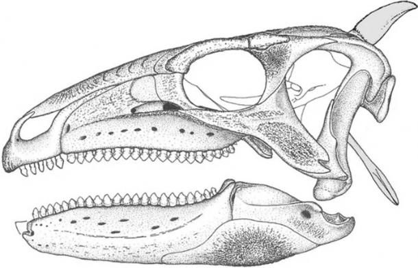 Skull of a Scelidosaurus. (University of Cambridge)