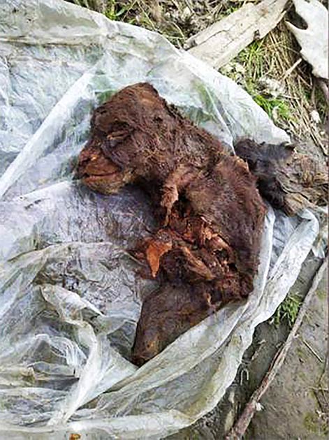 This Ice Age bear cub was also found recently on the Yakutia mainland, not far from the adult find. (North-Eastern Federal University in Yakutsk (NEFU))