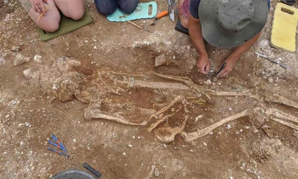 The body of the tall, muscular man found in the Anglo-Saxon warrior grave. (University of Reading)
