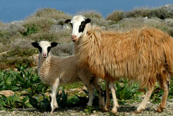 Sheep herding is still common today on the island of Crete but it was an important Minoan industry during the time the Zominthos palace complex was in operation.(Kaelkael / CC BY-SA 3.0)