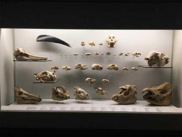 Collection of mammal skulls of species endemic to southeast Asia. (Julien Louys / Nature)