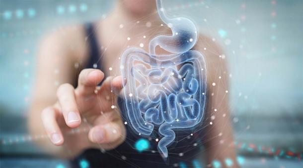 The human gut microbiome is a key part of human health, but it has changed over the centuries. In some ways, the medieval gut bacteria of ancient people was a healthier mix than what modern people have. (sdecoret / Adobe Stock)