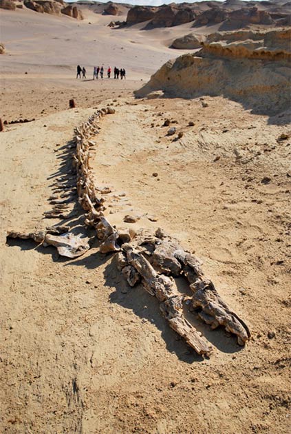 Many early-whale skeletons have been discovered in Egypt. In 2016, the first ever Basilosaurus complete skeleton was uncovered in Wadi El Hitan, preserved with the remains of its prey. No other place has such large numbers, concentrations or quality of fossils of this kind. On the left: Fossilized remains of Basilosaurus at Wadi El-Hitan. (Mohammed ali Moussa / CC BY-SA 3.0) On the right: A reconstruction of a Basilosaurus. (Dominik Hammelsbruch / CC BY-SA 4.0)